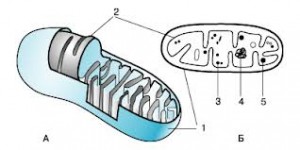 ribosome30